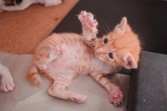 Ảnh mèo con cute