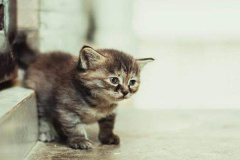 Ảnh mèo con cute