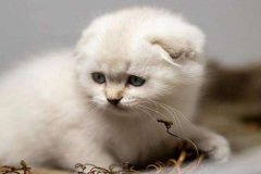 Ảnh mèo con cute
