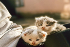 Ảnh mèo con cute