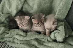 Ảnh mèo con cute