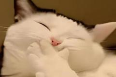 Ảnh mèo cười nhe răng meme đáng yêu