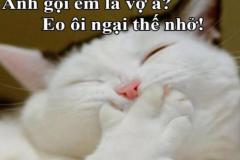 Ảnh mèo cười nhe răng meme đáng yêu