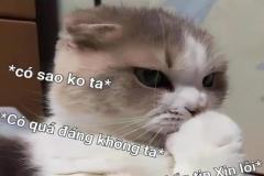Ảnh mèo cười nhe răng meme đáng yêu