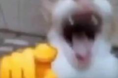 Ảnh mèo cười haha siêu hài hước
