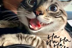 Ảnh mèo cười haha siêu hài hước