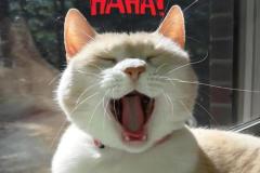 Ảnh mèo cười haha siêu hài hước