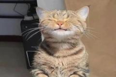 Ảnh mèo cười cute đáng yêu