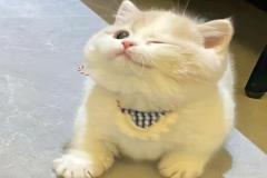 Ảnh mèo cười cute đáng yêu
