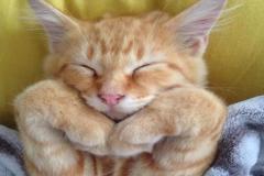 Ảnh mèo cười cute đáng yêu