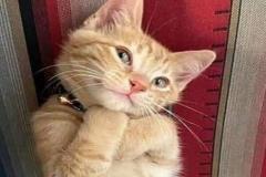 Ảnh mèo cười cute đáng yêu