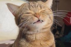 Ảnh mèo cười cute đáng yêu