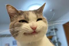 Ảnh mèo cười cute đáng yêu