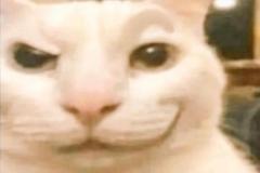 1_anh-meo-cuoi-deu-meme-hai-1