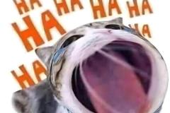 1_anh-meo-cuoi-haha-meme-cute-1