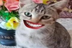 1_anh-meo-cuoi-nhe-rang-meme-1