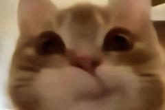 anh-meo-cuoi-deu-meme-hai-1