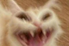 anh-meo-cuoi-haha-meme-1
