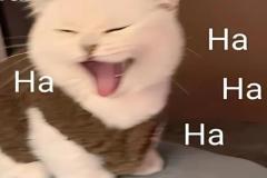 anh-meo-cuoi-haha-meme-cute-1