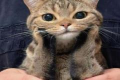 anh-meo-cuoi-hot-cute-1