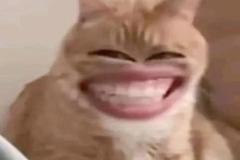 anh-meo-cuoi-nhe-rang-meme-hai-1