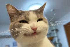 anh-meo-cute-cuoi-1
