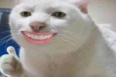 anh-meo-cute-dep-1