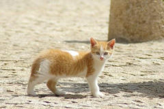 Ảnh mèo cute, dễ thương