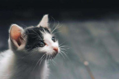 Ảnh mèo cute, dễ thương