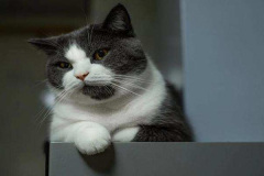 Ảnh mèo cute, dễ thương