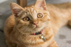 Ảnh mèo cute, dễ thương