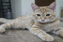 Ảnh mèo cute, dễ thương