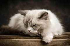 Ảnh mèo cute, dễ thương