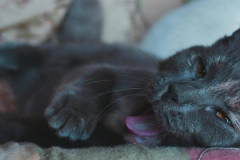 Ảnh mèo đen cute