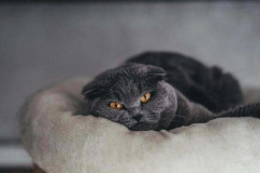 Ảnh mèo đen cute