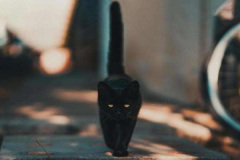 Ảnh mèo đen ngầy, slay