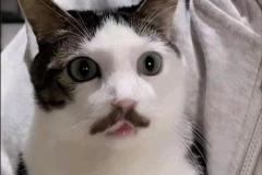 Ảnh mèo đen trắng meme đáng yêu