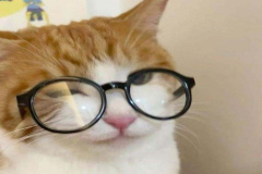 Ảnh mèo đeo kính cute