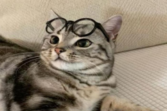 Ảnh mèo đeo kính cute