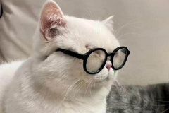 Ảnh mèo đeo kính cute