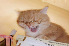 Ảnh mèo đeo kính cute