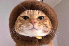 Ảnh mèo đực cute dễ thương
