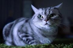 Ảnh mèo đực đẹp nhất mạng xã hội