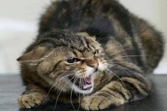 Ảnh mèo đực đẹp nhất mạng xã hội
