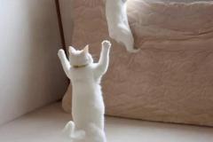 Ảnh mèo đứng đẹp nhất cõi mạng