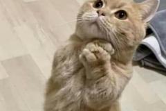 Ảnh mèo đứng meme đáng yêu
