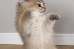 Ảnh mèo đứng meme đáng yêu