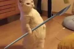 Ảnh mèo đứng meme đáng yêu