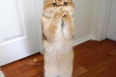 Ảnh mèo đứng meme đáng yêu