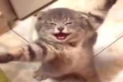 Ảnh mèo đứng meme đáng yêu